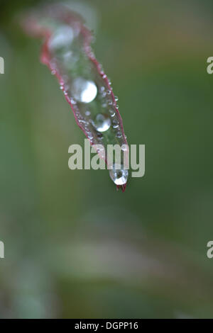 Gocce d'acqua su una foglia, comune peonia (Paeonia officinalis) Foto Stock