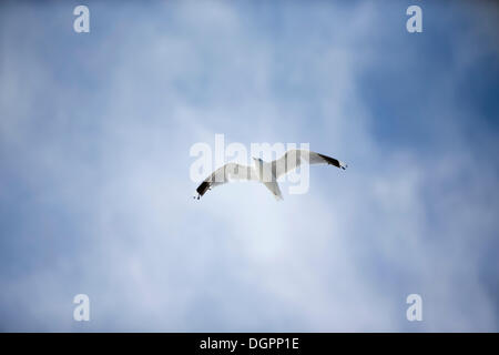Volo di gabbiano comune (Larus canus) sulla costa del Mare del Nord vicino a Bensersiel, Bassa Sassonia Foto Stock