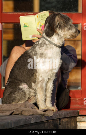 Uomo seduto al sole e la lettura di un libro con il suo cane vigile seduto di fronte a lui, Carinzia, Austria, Europa Foto Stock