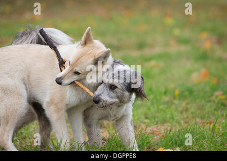 Due cani giocando con un bastone, Berlino Foto Stock