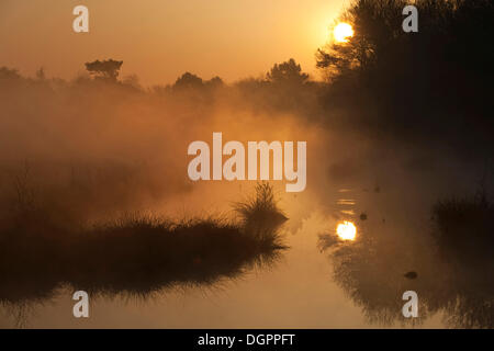 Sunrise nel Venner Moor, venne, Renania settentrionale-Vestfalia Foto Stock