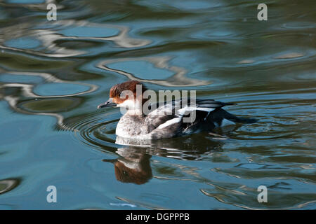 Smew (Mergellus albellus), femmina, Marlow Vogelpark bird park, Meclemburgo-Pomerania Occidentale Foto Stock