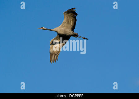 Eurasian gru (grus grus) in volo, lago Guenzer vedere, Altenpleen, Western Pomerania Area Laguna Parco Nazionale Foto Stock