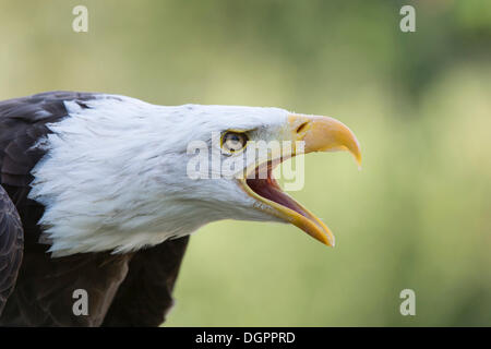 Aquila calva (Haliaeetus leucocephalus), chiamando, Sababurg Zoo, Hofgeismar, Nord Hesse, Hesse Foto Stock