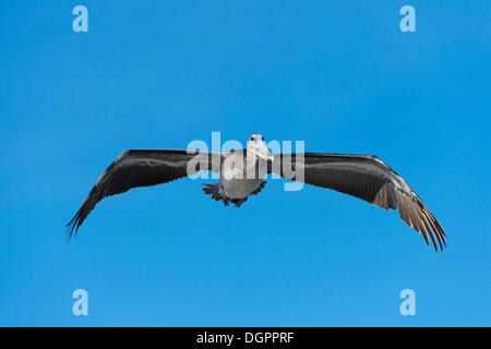 Pellicano marrone (Pelecanus occidentalis) in volo, Hafen, Monterey, California, Stati Uniti Foto Stock
