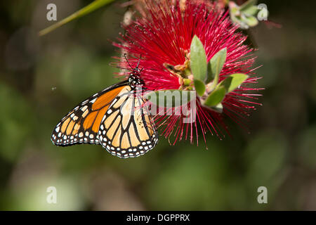 Farfalla monarca (Danaus plexippus), Monarch Grove Santuario, Monterey, Pacific Grove, California, Stati Uniti Foto Stock
