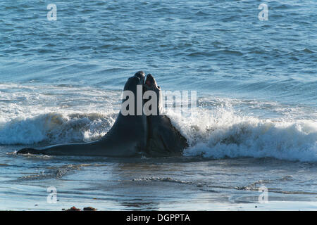 Due elefanti settentrionale guarnizioni (Mirounga angustirostris) nel surf, PIEDRAS BLANCAS, San Simeone, California, Stati Uniti Foto Stock