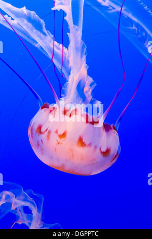 Viola-striped jelly o medusa (Chrysaora colorata), Monterey Bay Aquarium, Monterey, California, Stati Uniti Foto Stock