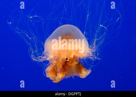 Leone la criniera medusa (Cyanea capillata), Monterey Bay Aquarium, Monterey, California, Stati Uniti Foto Stock