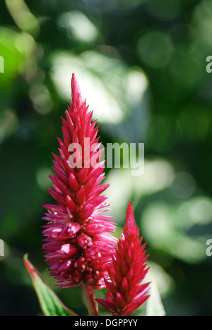 Bellissimo fiore rosa di celosia Foto Stock