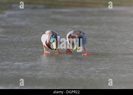 Germani reali (Anas platyrhynchos), due i draghetti sul ghiaccio, Melsungen, Hesse, Germania Foto Stock