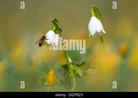 Il simbolo del fiocco di neve di primavera, estate Snowflake o Loddon Lily (Leucojum vernum) Foto Stock