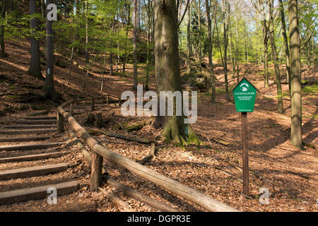 Pittori, percorso Nationalpark Sächsische Schweit, Rathewalde, Bassa Sassonia, Germania Foto Stock