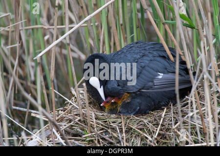 Coot(fulica atra), uccello adulto con nidiacei, captive, West Coast Park, Sankt Peter-Ording, Eiderstedt, Frisia settentrionale Foto Stock