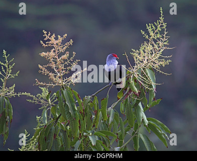 Seychelles piccione blu nella tettoia di albero di mango Foto Stock