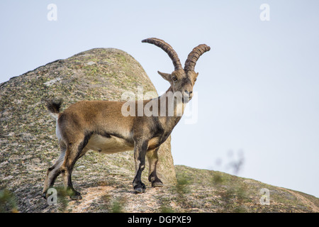 Capra selvatica sulla sommità di una roccia, Capra pyrenaica Foto Stock