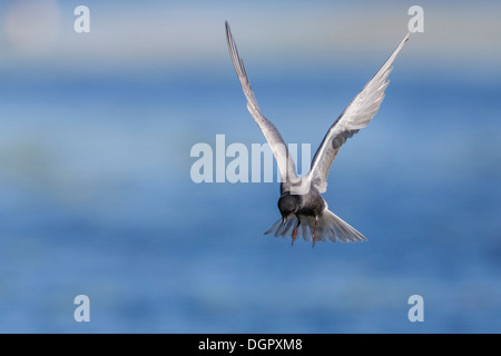 Black Tern - Chlidonias niger Foto Stock