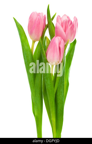 Tre tulipani rosa Foto Stock