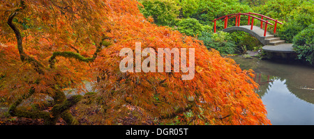 Giardino Kubota, Seattle, WA: Pizzo-leafed giapponese acero in autunno a colori con Luna ponte in background Foto Stock