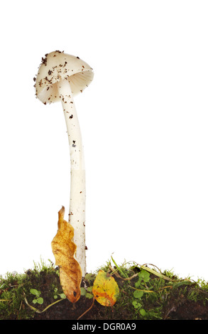 Tall white toadstool crescente tra il muschio e foglie di autunno contro uno sfondo bianco Foto Stock