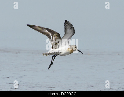 Curlew Sandpiper Calidris ferruginea Foto Stock