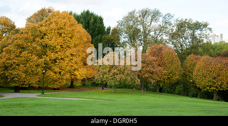 Modifica dei colori durante la stagione autunnale su Primrose Hill, Londra. Foto Stock