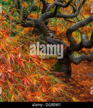 Giardino Kubota, Seattle, WA: Twisted del tronco e dei rami di un laccio-leafed giapponese acero in autunno a colori Foto Stock
