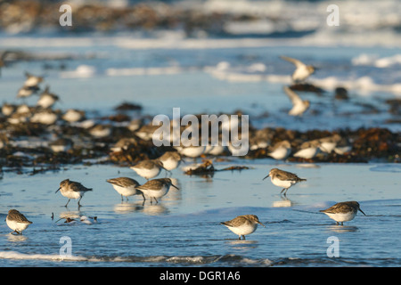 Dunlin Calidris alpina Foto Stock