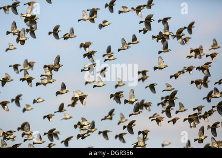 Passera sarda - Passer hispaniolensis Foto Stock