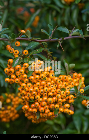 Pyracantha bacche. Close up di frutti di bosco su una boccola Firethorn. Foto Stock