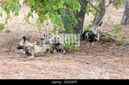 African cani selvatici, ( Lycaon pictus ) una specie in via di estinzione, Chobe National Park, Botswana, Africa Foto Stock
