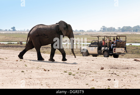 Un maschio adulto dell' elefante africano avvicinando i turisti su una jeep safari, Chobe National Park, Botswana, Africa Foto Stock