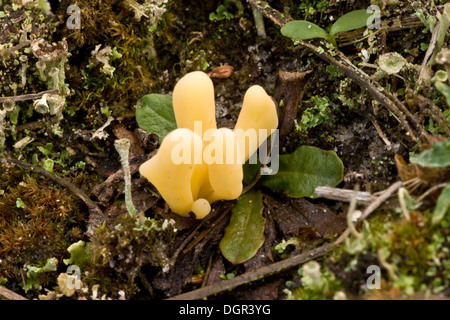 Moor Club, Clavaria argillacea - raro dune e heath specie, Studland, Dorset. Foto Stock