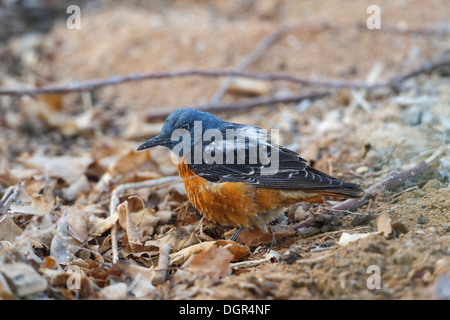 Roccia comune tordo - Monticola saxatilis Foto Stock