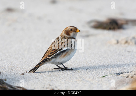 Snow Bunting Plectrophenax nivalis Foto Stock