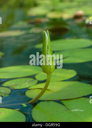 Blue ninfea bianca (Nymphaea caerulea) bud con foglie sulla superficie dell'acqua Foto Stock