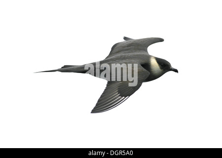 Arctic Skua Stercorarius parasiticus Foto Stock