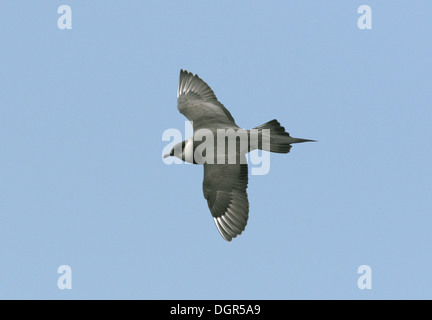 Arctic Skua Stercorarius parasiticus Foto Stock