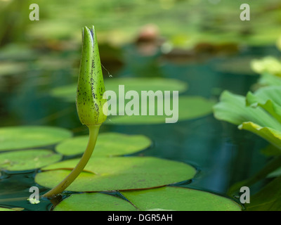 Blue ninfea bianca (Nymphaea caerulea) bud con foglie sulla superficie dell'acqua Foto Stock