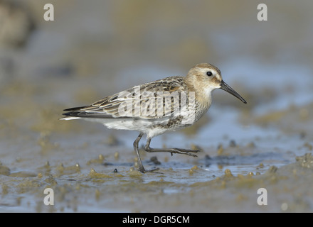 Dunlin Calidris alpina Foto Stock