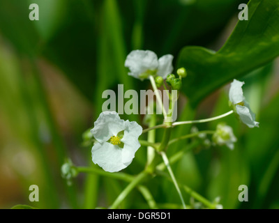 Latifoglie patata d'anatra, arrowhead, Indiano di patata o di wapato (Sagittaria latifolia) Foto Stock