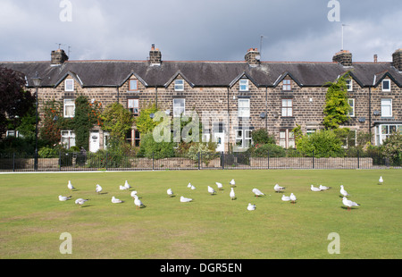 Gabbiani sull'erba prima di Ponte Avenue, una terrazza di case di pietra a Otley, nello Yorkshire, Inghilterra, Regno Unito Foto Stock