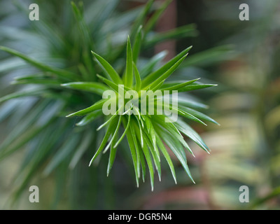 Cunninghamia lanceolata Cina fir (Agnello.) gancio. Foto Stock