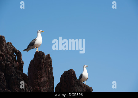 Lesser Black-backed Gabbiani, Larus fuscus, Skokholm, South Pembrokeshire, Wales, Regno Unito Foto Stock