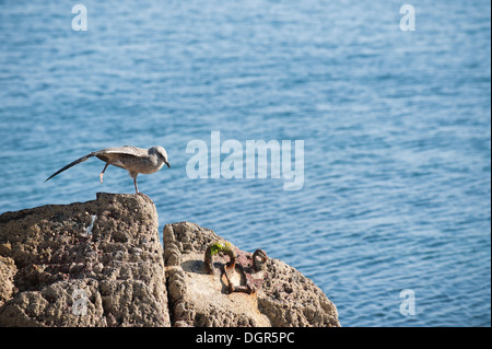 Aringa pulcino di gabbiano, Larus argentatus, Skokholm, South Pembrokeshire, Wales, Regno Unito Foto Stock