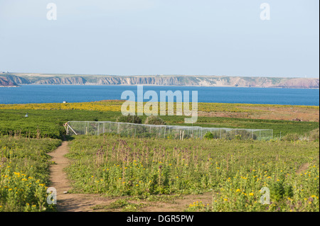 Helgoland trappola, Skokholm, South Pembrokeshire, Wales, Regno Unito Foto Stock