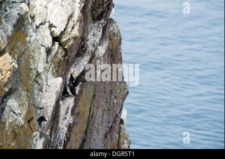Razorbill, Alca torda, nesting su Skokholm, South Pembrokeshire, Wales, Regno Unito Foto Stock