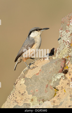 Rock picchio muratore - Sitta neumayer (roccia occidentale picchio muratore) Foto Stock