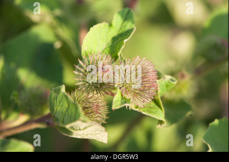 Minore, Bardana Arctium minus, in bud Foto Stock