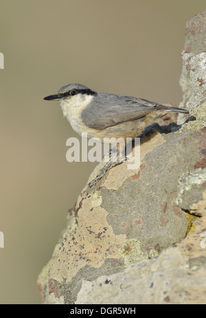 Rock picchio muratore - Sitta neumayer (roccia occidentale picchio muratore) Foto Stock